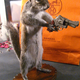 Illustration for article titled Taxidermy Driver